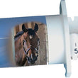 Trouble Free Calming Paste For Horses - aomega-products