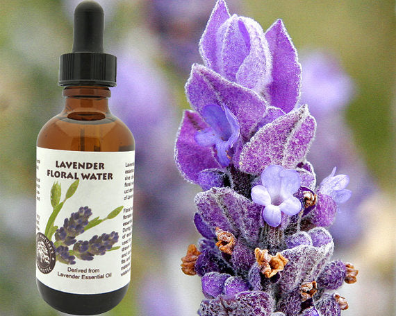 Lavender Floral Water (Hydroflorate or Hydrosol) - aomega-products